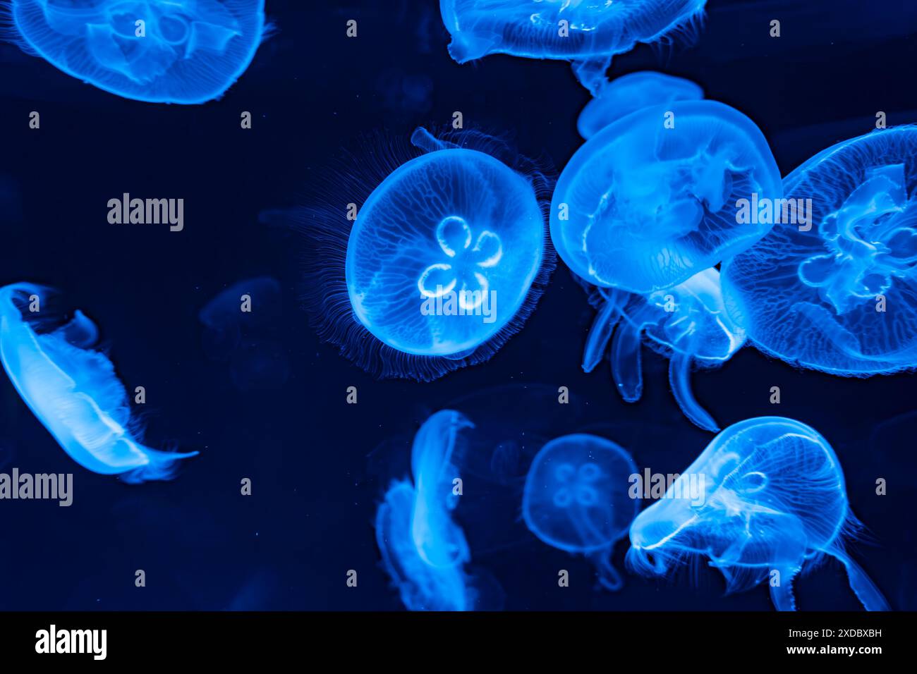 A mesmerizing view of glowing blue moon jellyfish swimming in the dark ...