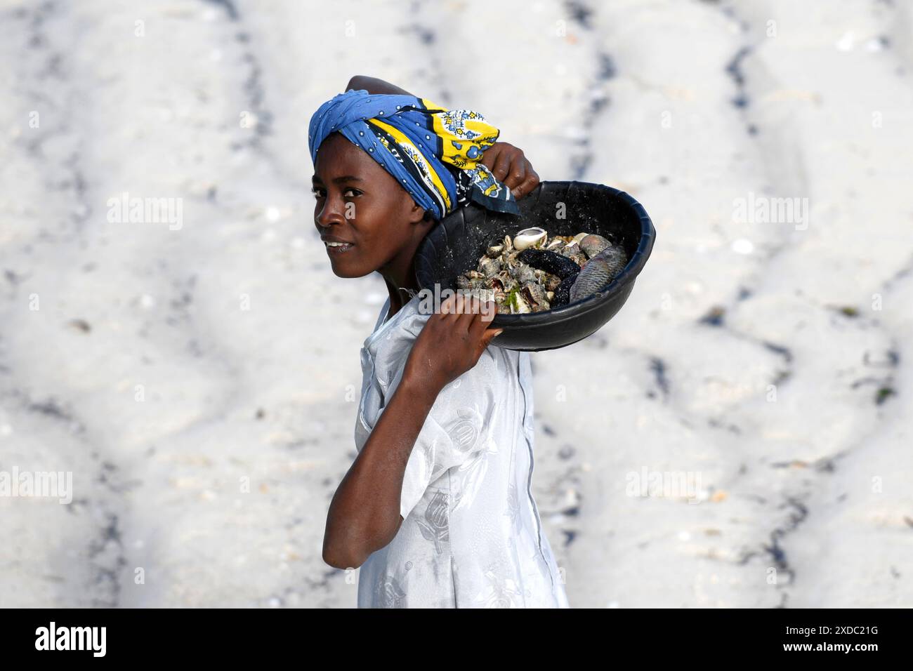 raccolta-conchiglie-hi-res-stock-photography-and-images-alamy