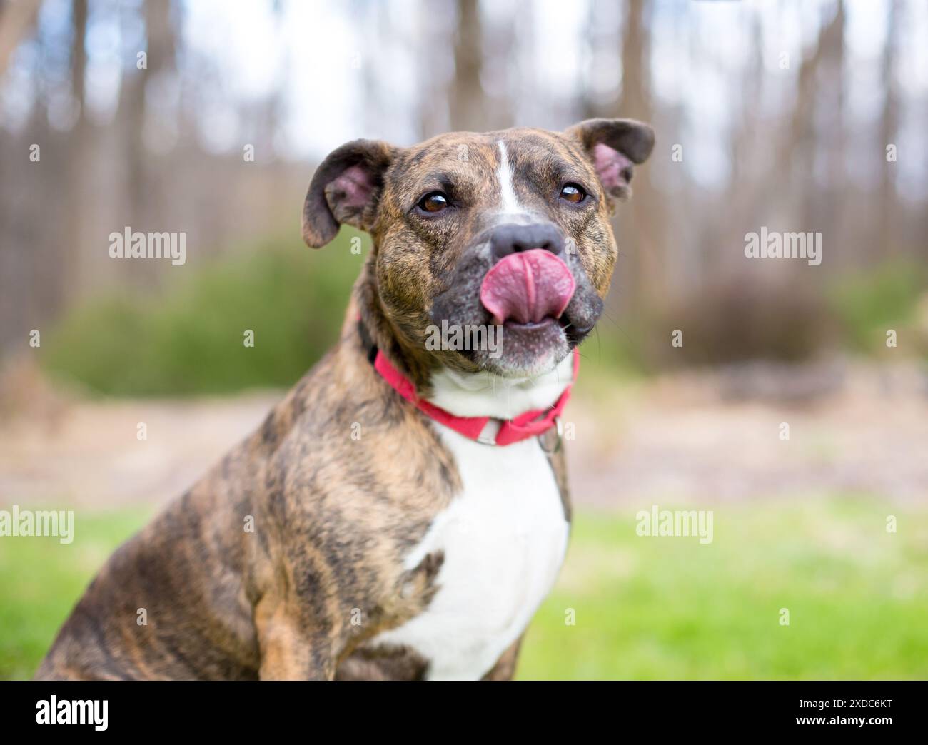 A brindle and white Pit Bull Terrier mixed breed dog with a red collar ...