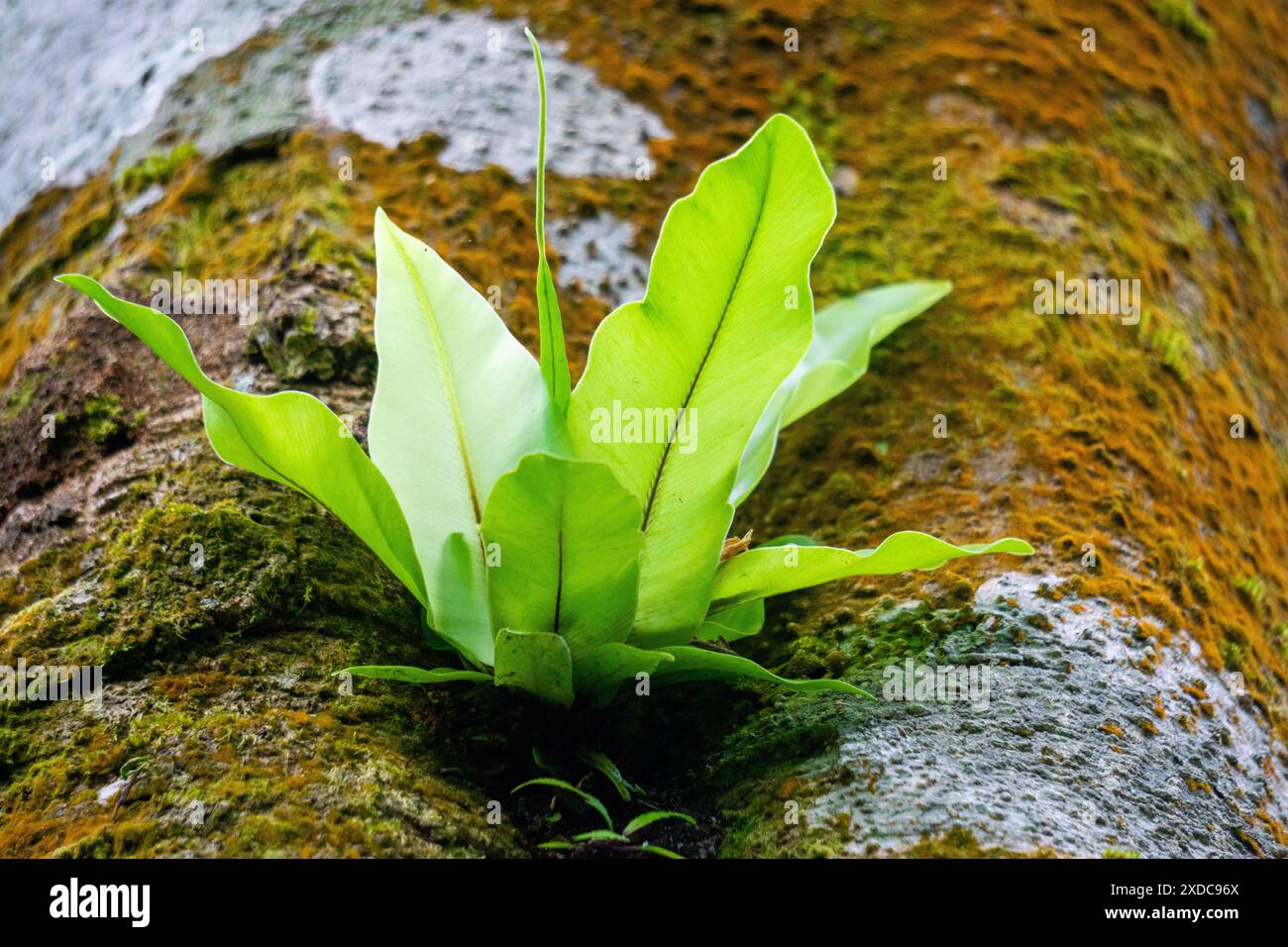 Epiphytic species of fern hi-res stock photography and images - Alamy