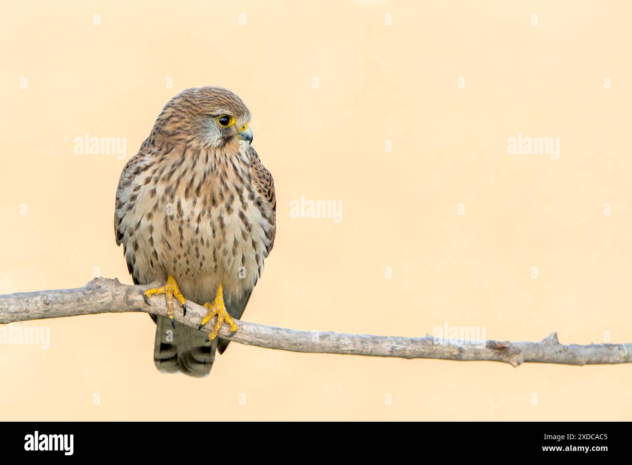 Common Kestrel, Falco tinnunculus, single adult female perched on branch of tree, Hortobagy, Hungary, 30 April 2024 Stock Photo