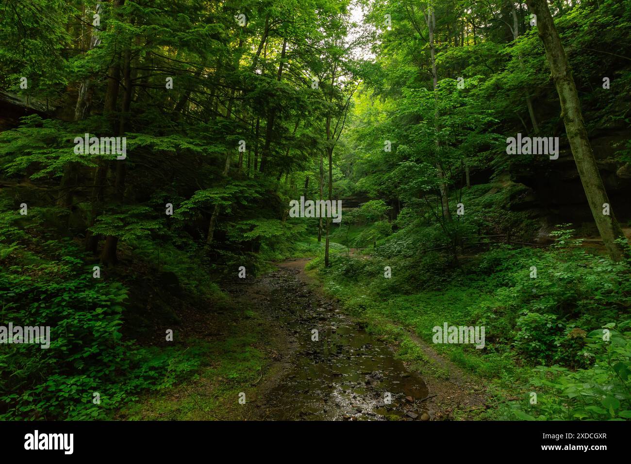 Beautiful landscape along Trail - Beautiful Landscape Along Trail 3 At Turkey Run State Park In Indiana Usa 2XDCGXR 