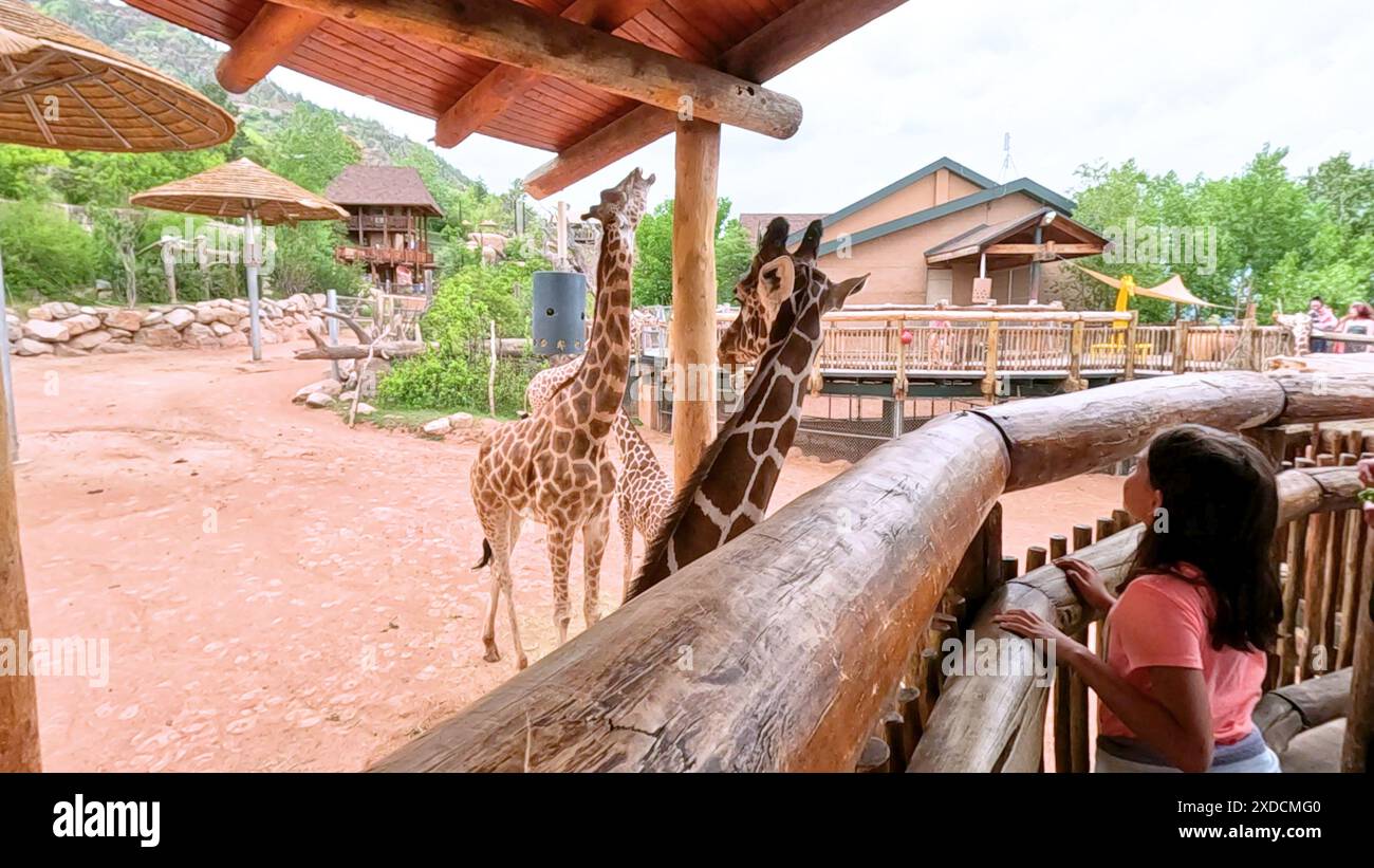 Interactive Zoo Experience in Colorado Springs, Colorado Featuring ...