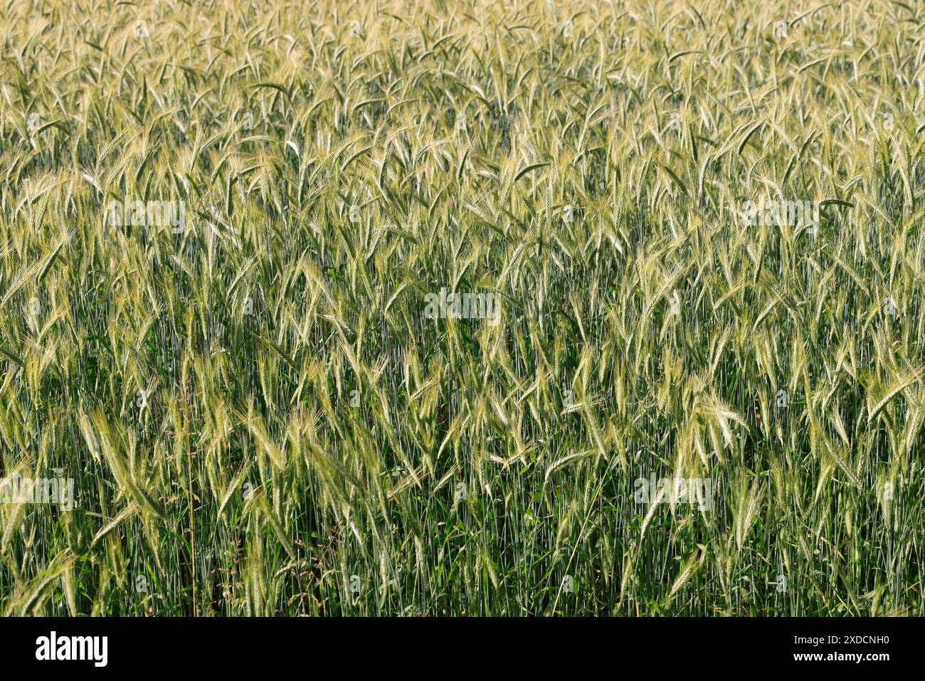 Barley field in Périgord in the southwest of France. Barley, cereal ...