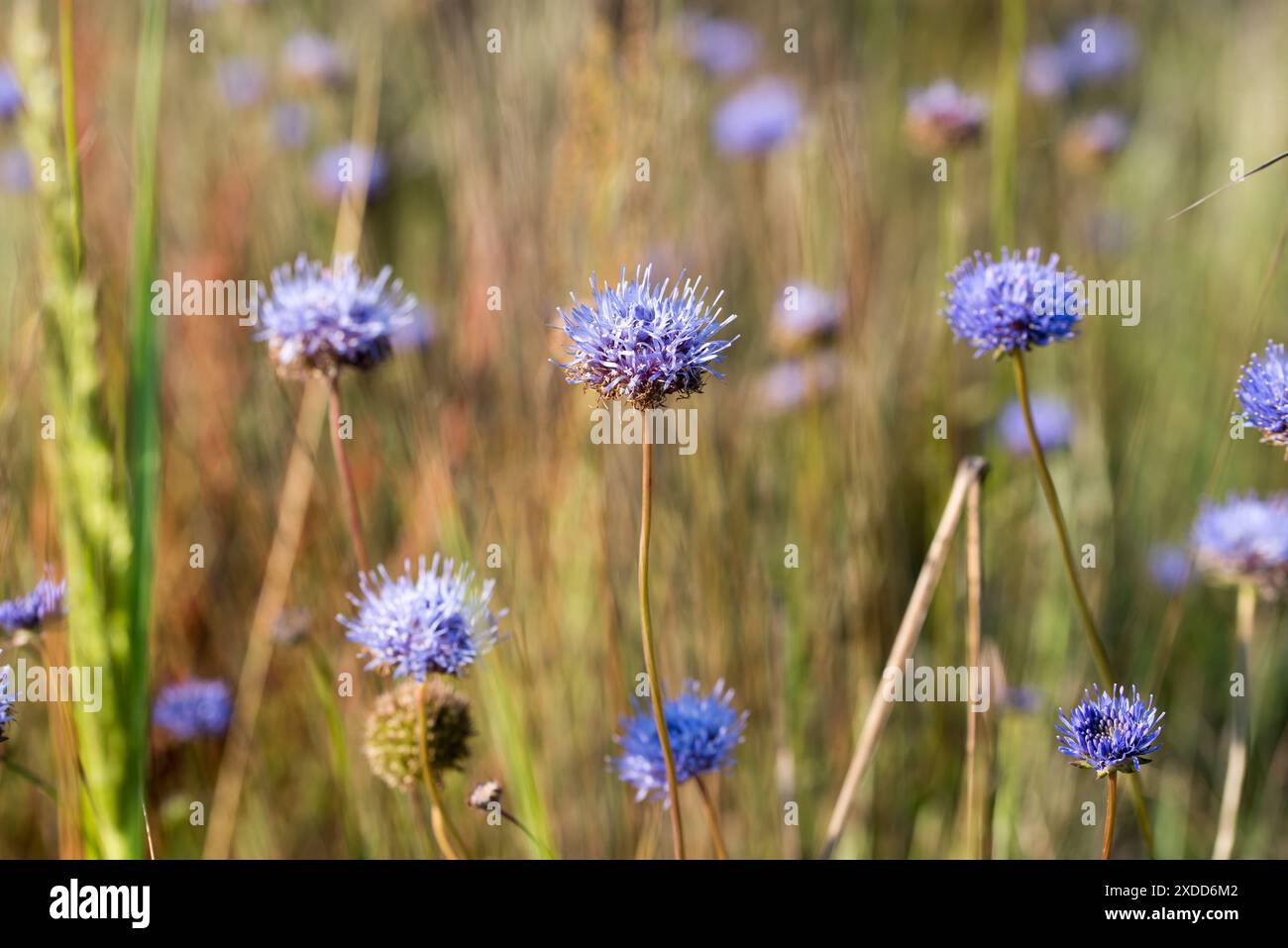 Jasione montana, sheep's-bit, blue bonnets, lilac flowers closeup selective focus Stock Photo