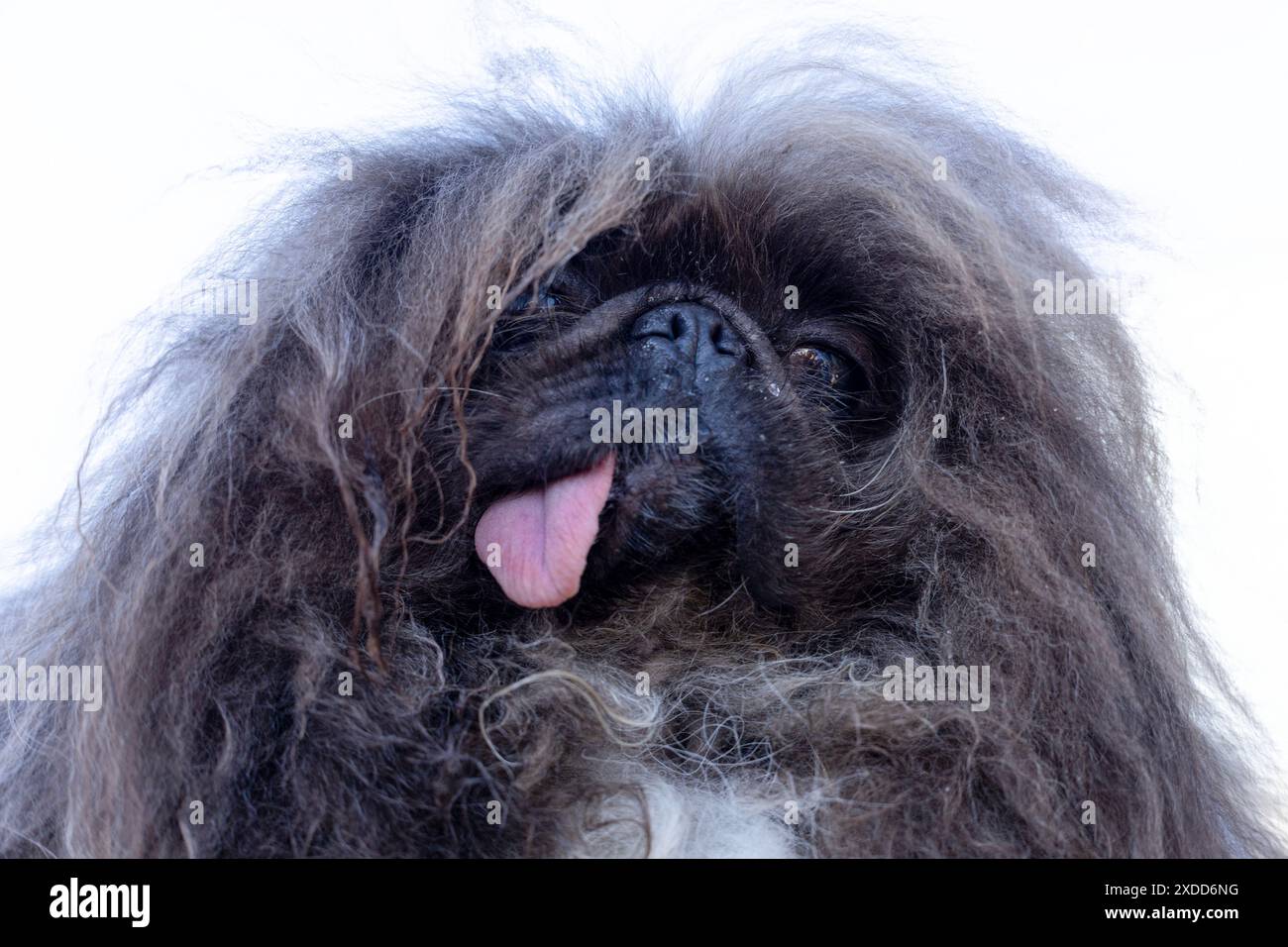 Petaluma, California, USA. 21st June, 2024. "Wild Thang,” winner of the