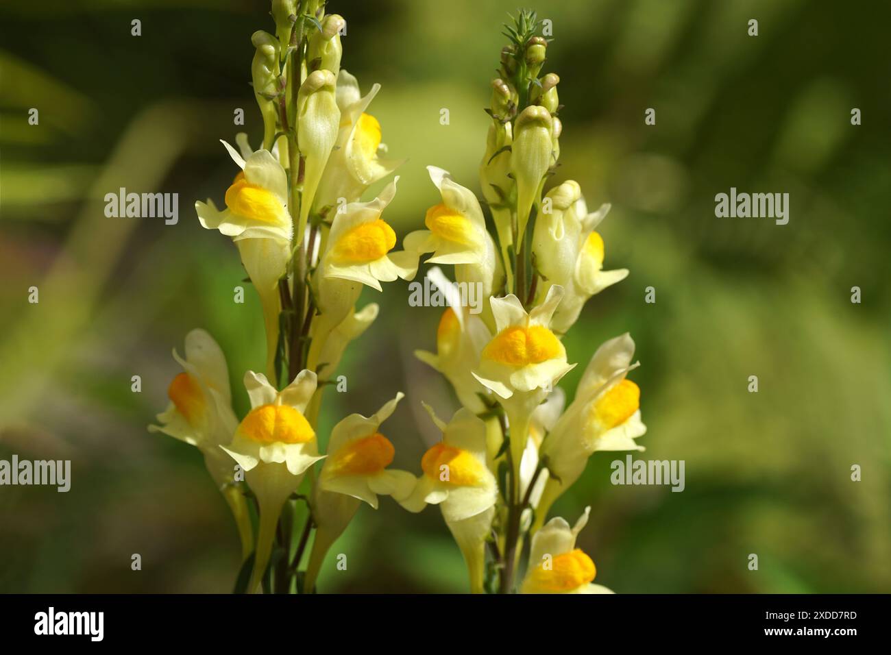 Closeup flowers of Linaria vulgaris, the common toadflax, yellow toadflax, butter-and-eggs. Family Plantaginaceae. Dutch garden, summer, June Stock Photo