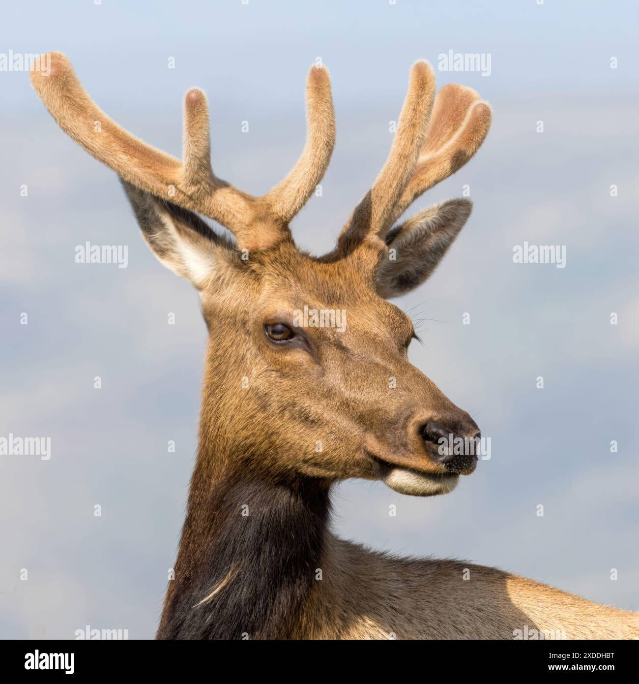 Beautiful elk hi-res stock photography and images - Alamy
