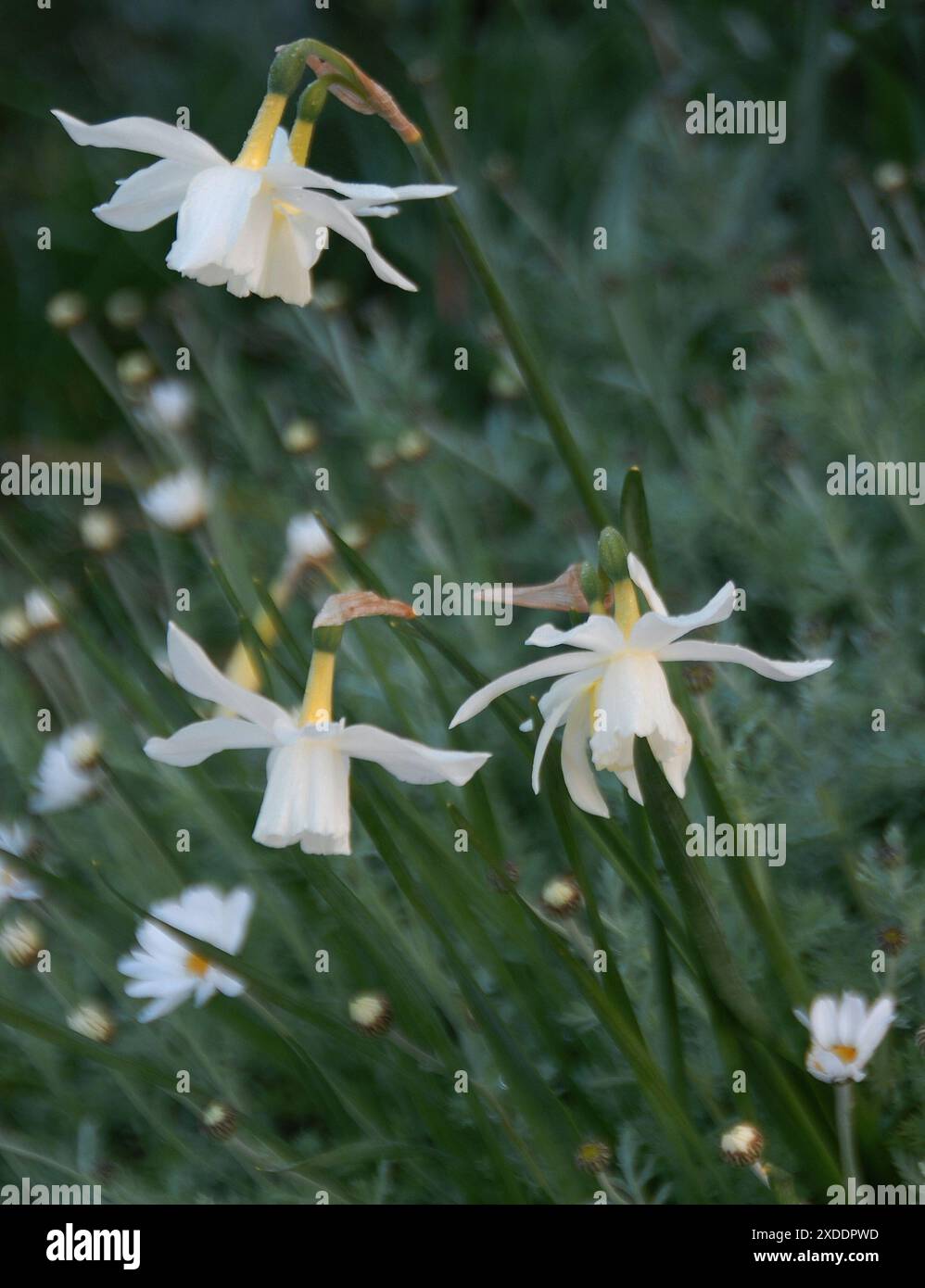 Narcissus Thalia and Anthemis cupaniana Stock Photo - Alamy