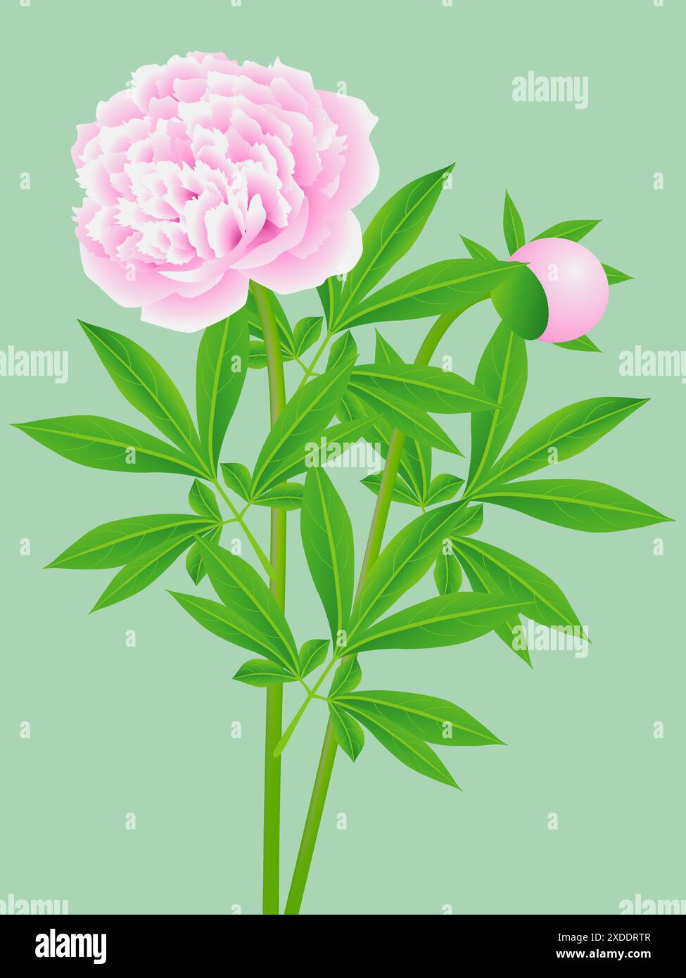 Pink peonies with leaves on a green background Stock Vector Image & Art ...