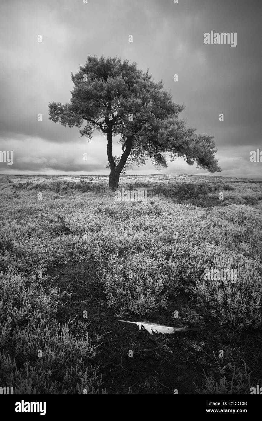 Lone tree sky clouds Black and White Stock Photos & Images - Alamy