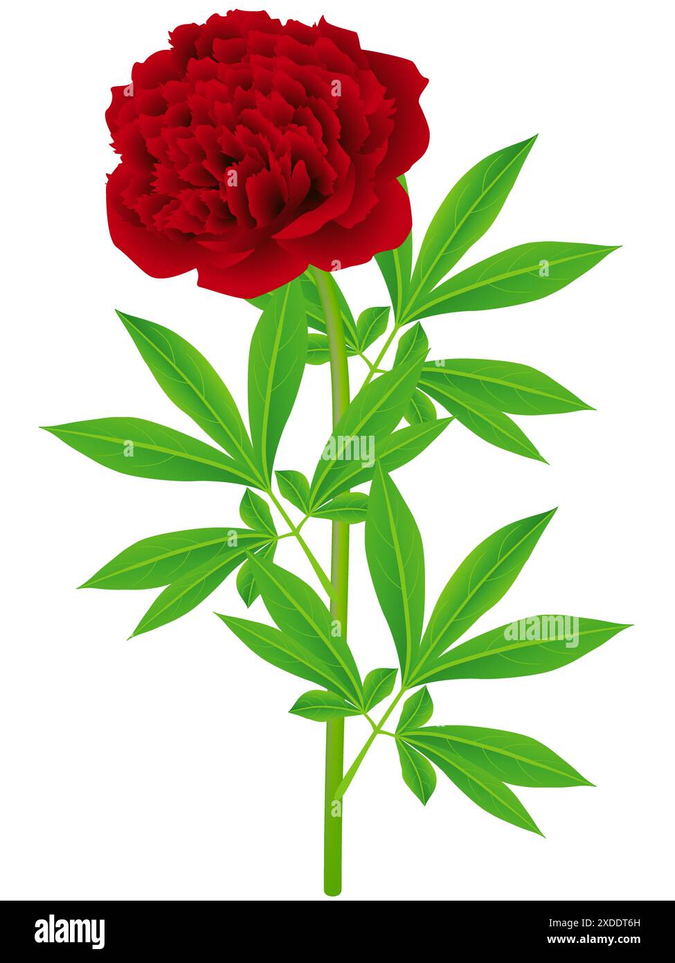 Peony flower with leaves on a white background Stock Vector Image & Art ...