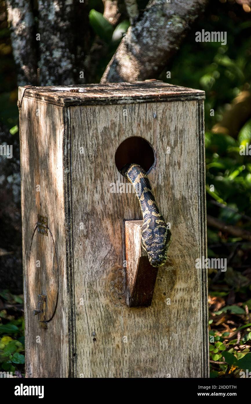 Head and neck of Australian carpet python snake, Morelia spilota ...