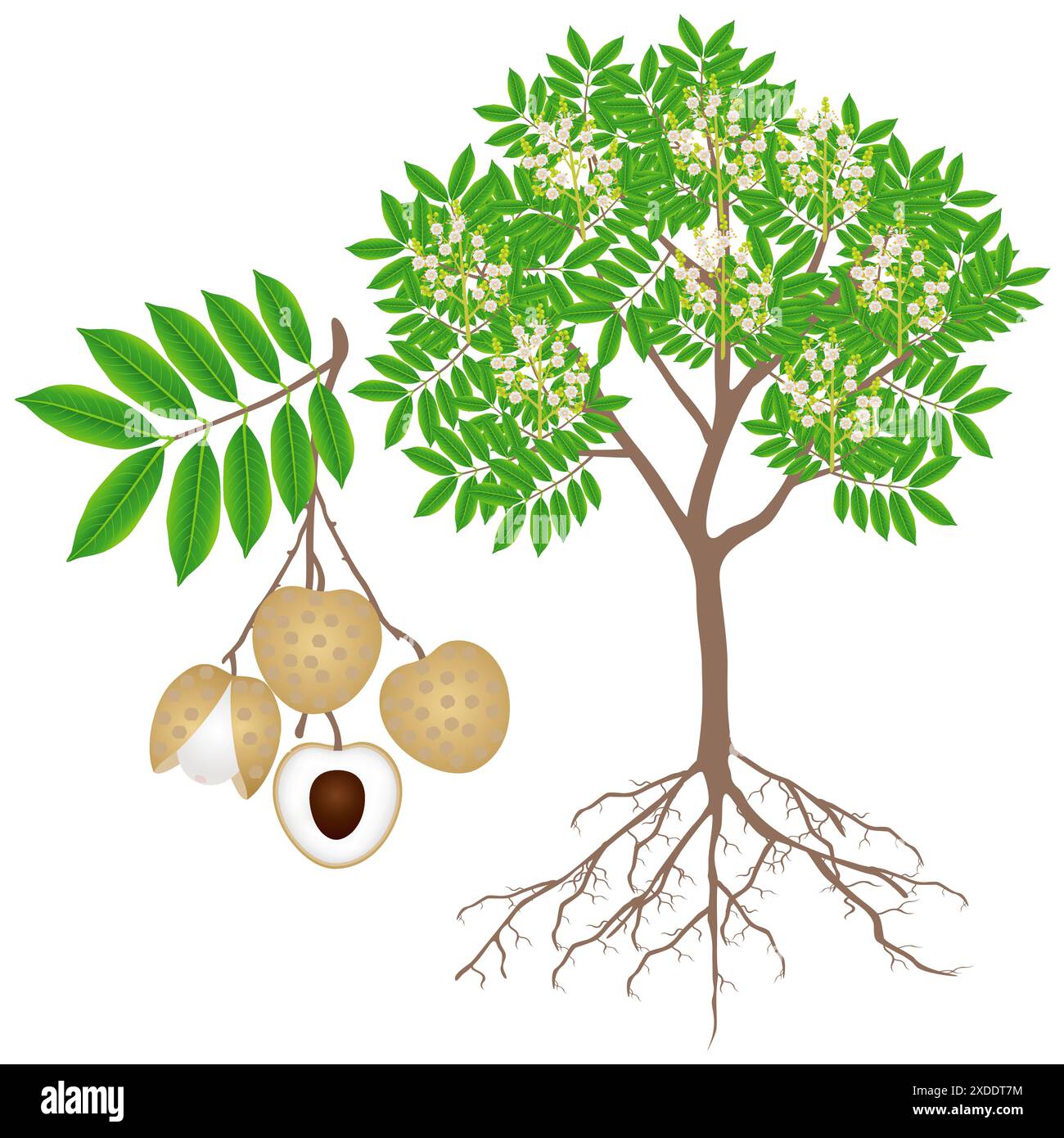 Longan tree illustration hi-res stock photography and images - Alamy