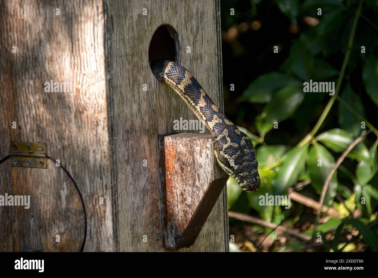 Head and neck of Australian carpet python snake, Morelia spilota ...