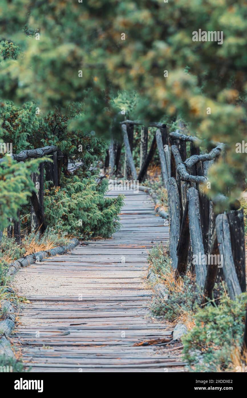 Forest Railing Scene A serene wooden pathway surrounded by lush greenery and rustic wooden ...