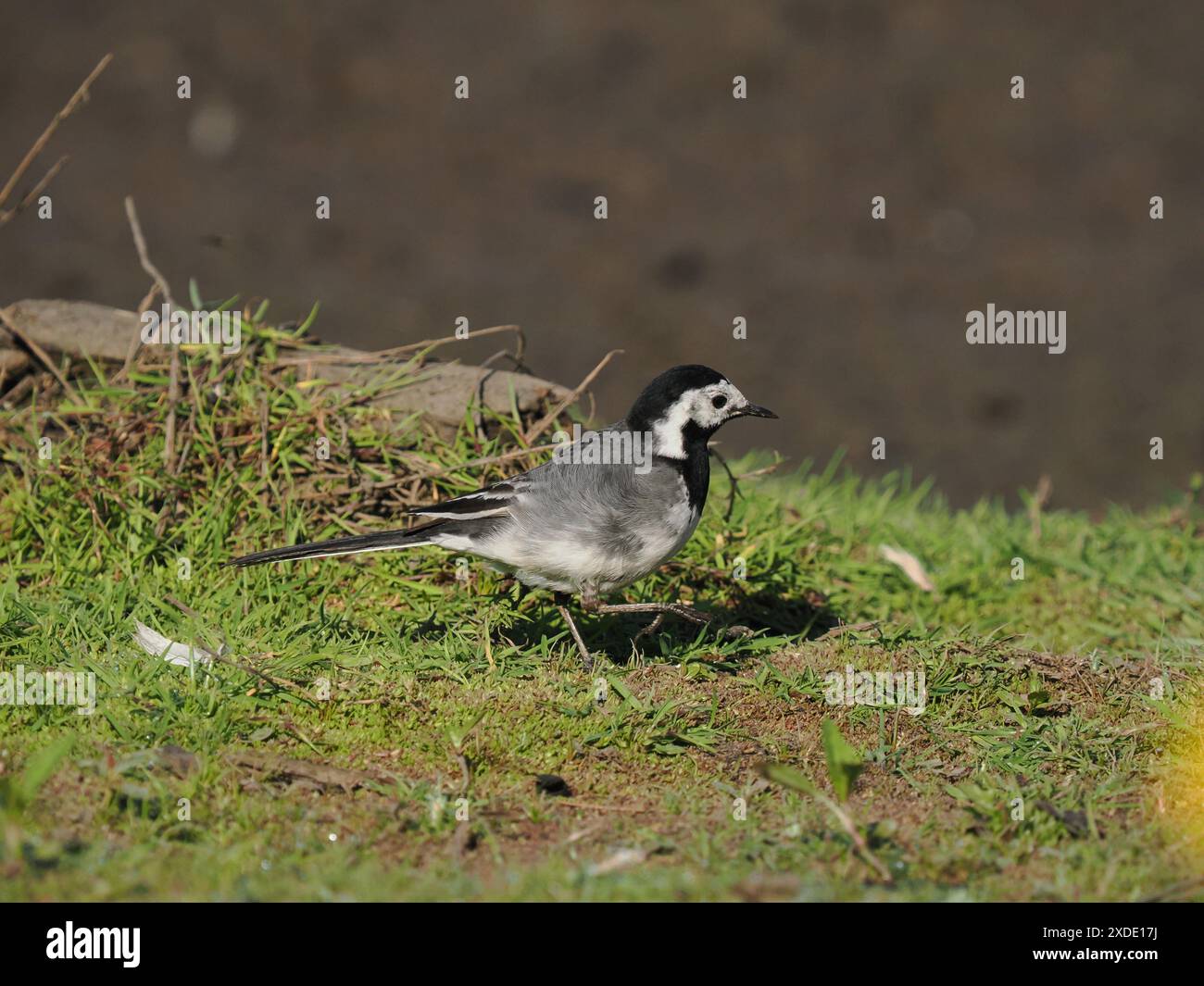 Pied wagtail hunting a flooded field for insects to feed its local brood. Stock Photo