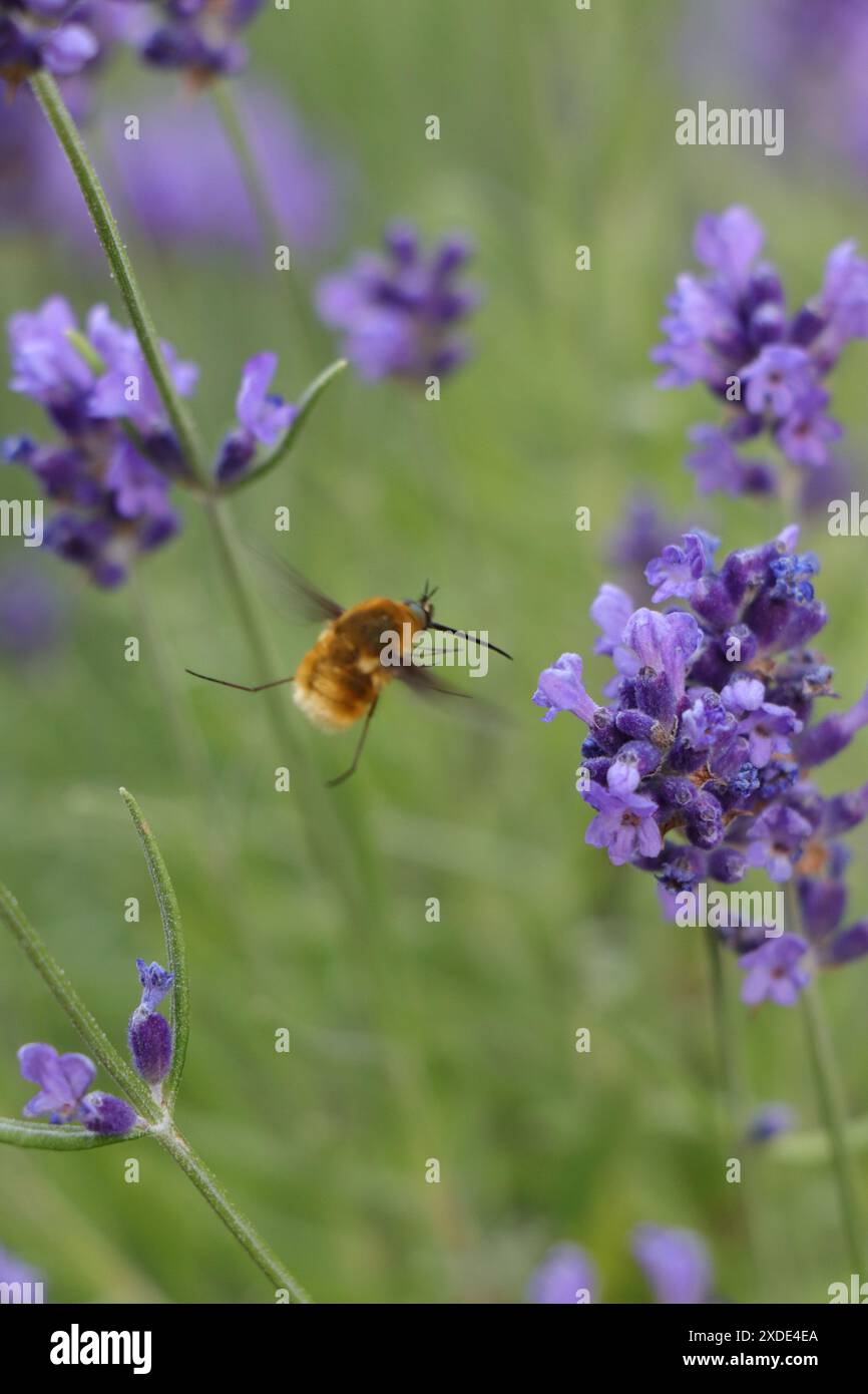 Close-up of a flying insect, a large woolly hoverfly in lavanda garden ...