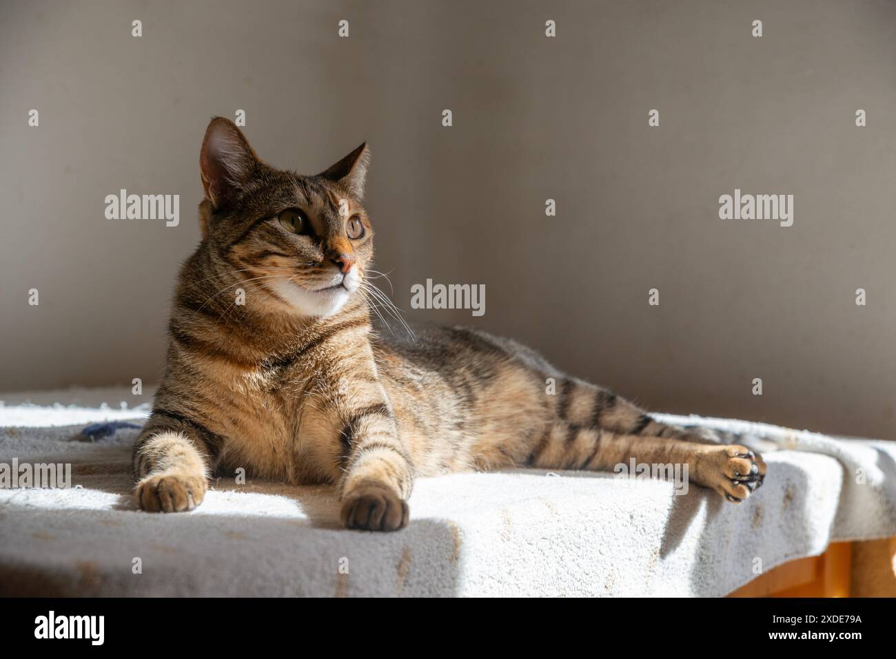 Tabby cat lying Stock Photo - Alamy