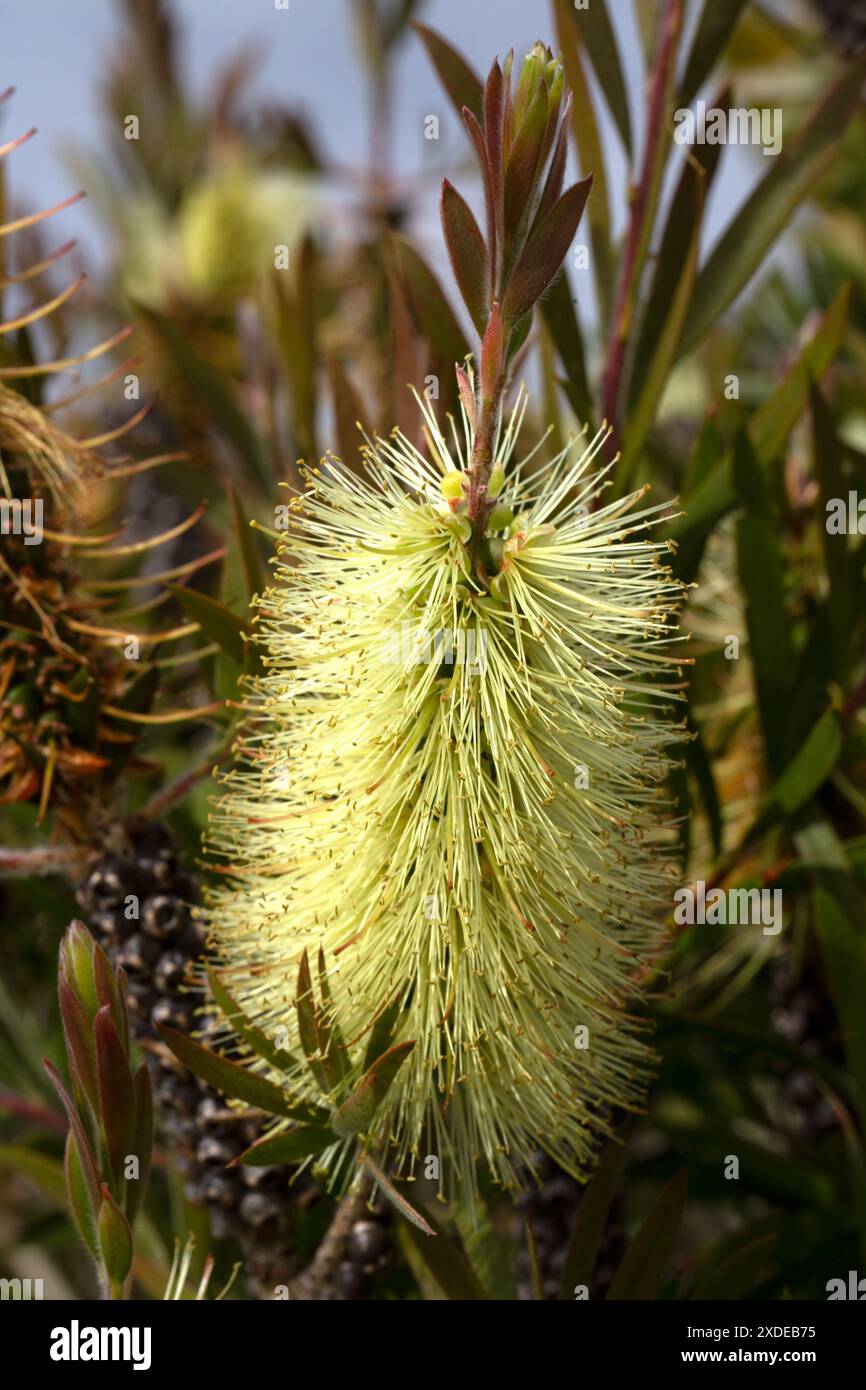 Closeup of flower of Bottlebrush (Callistemon 'Havering Gold') in a ...