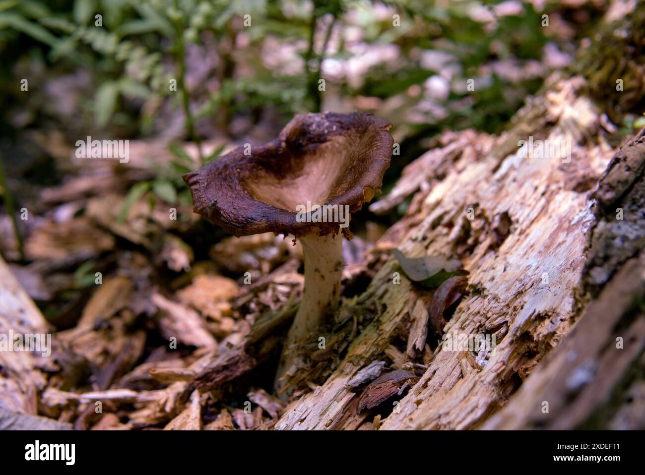 Horn-of-Plenty mushroom in Pennsylvania Stock Photo