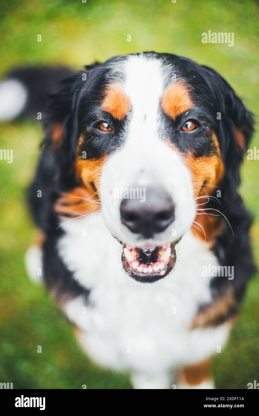 Bernese Mountain Dog Stock Photo