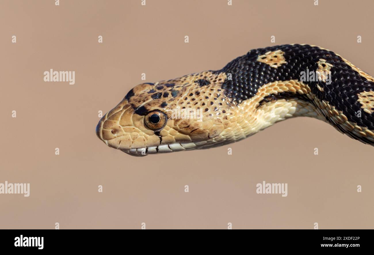 Gopher Snake, Pituophis catenifer, Mojave Desert California Stock Photo ...
