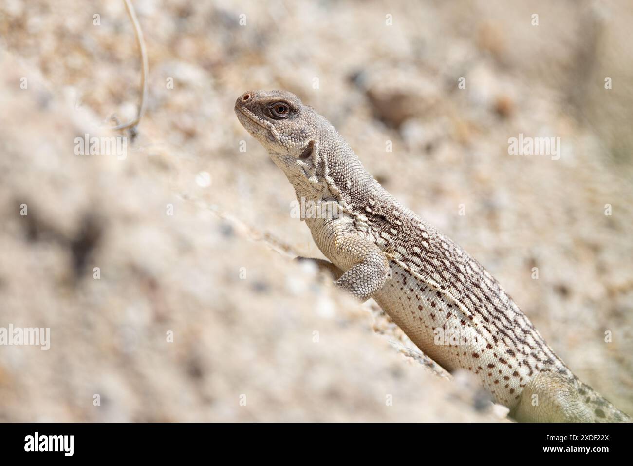 Desert Iguana, Dipsosaurus dorsalis Stock Photo - Alamy