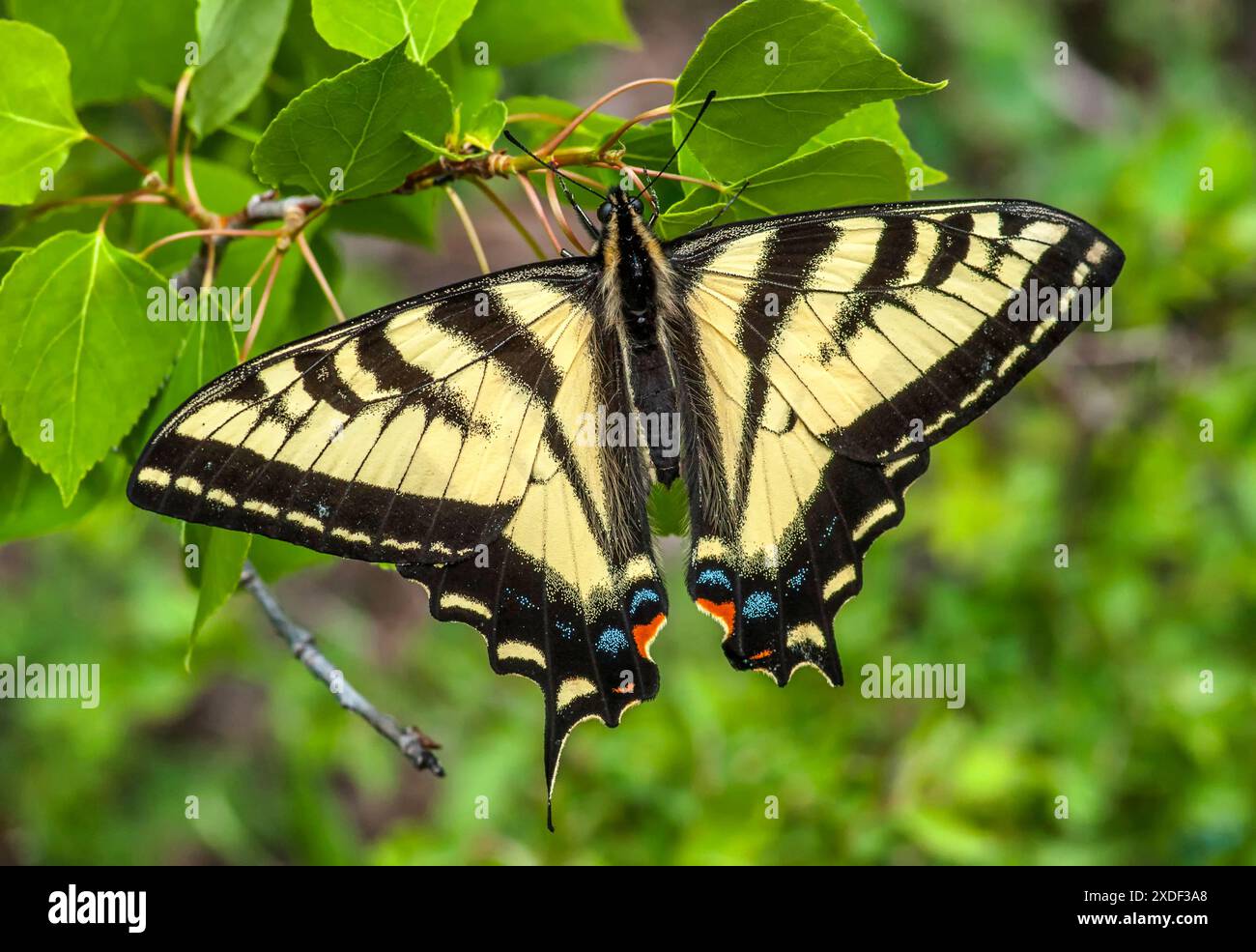 Rutulus Western Tiger Swallowtail butterfly (Papilio rutulus) with wings spread ...
