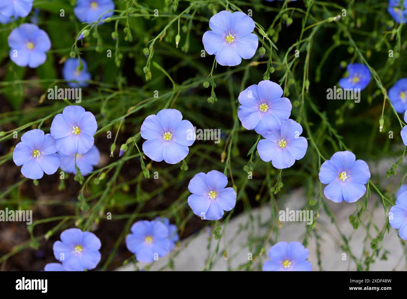 beautiful-field-flax-linum-usitatissimum-hi-res-stock-photography-and