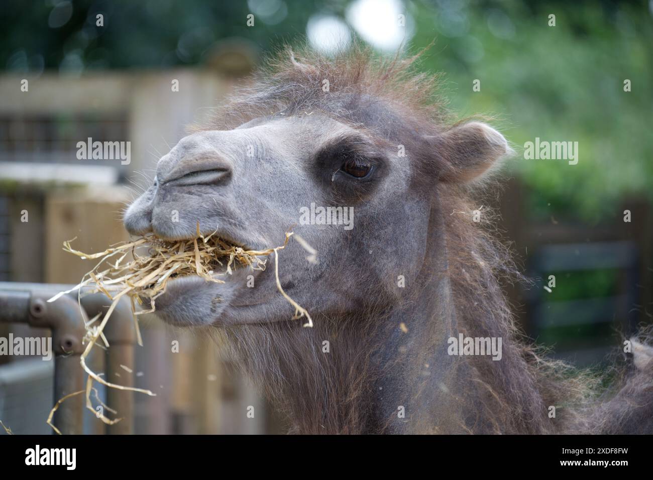 A Bactrian camel eating hay Stock Photo