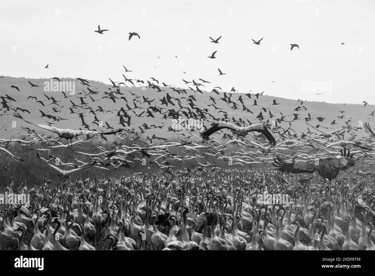 Hula valley cranes Black and White Stock Photos & Images - Alamy