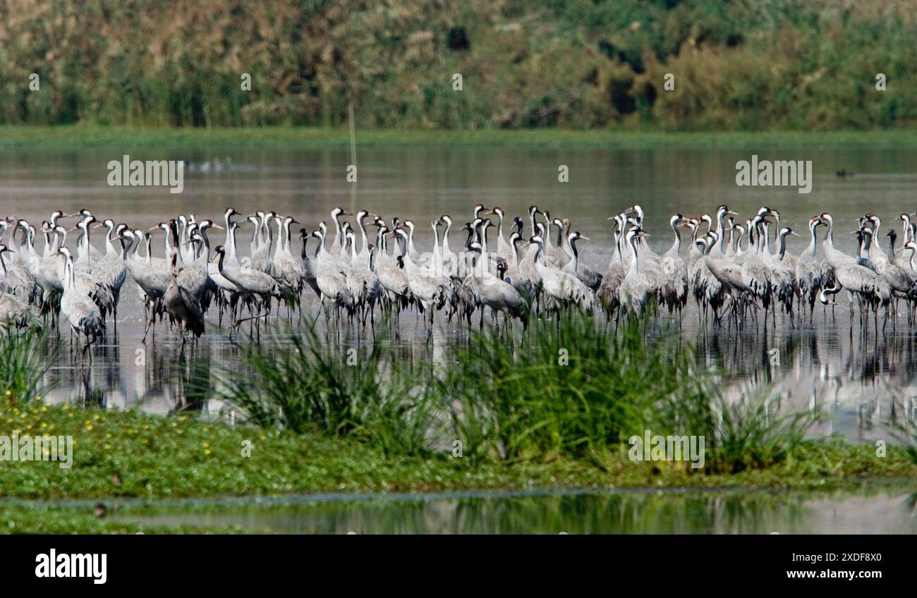 Crane birds large flock walking hi-res stock photography and images - Alamy