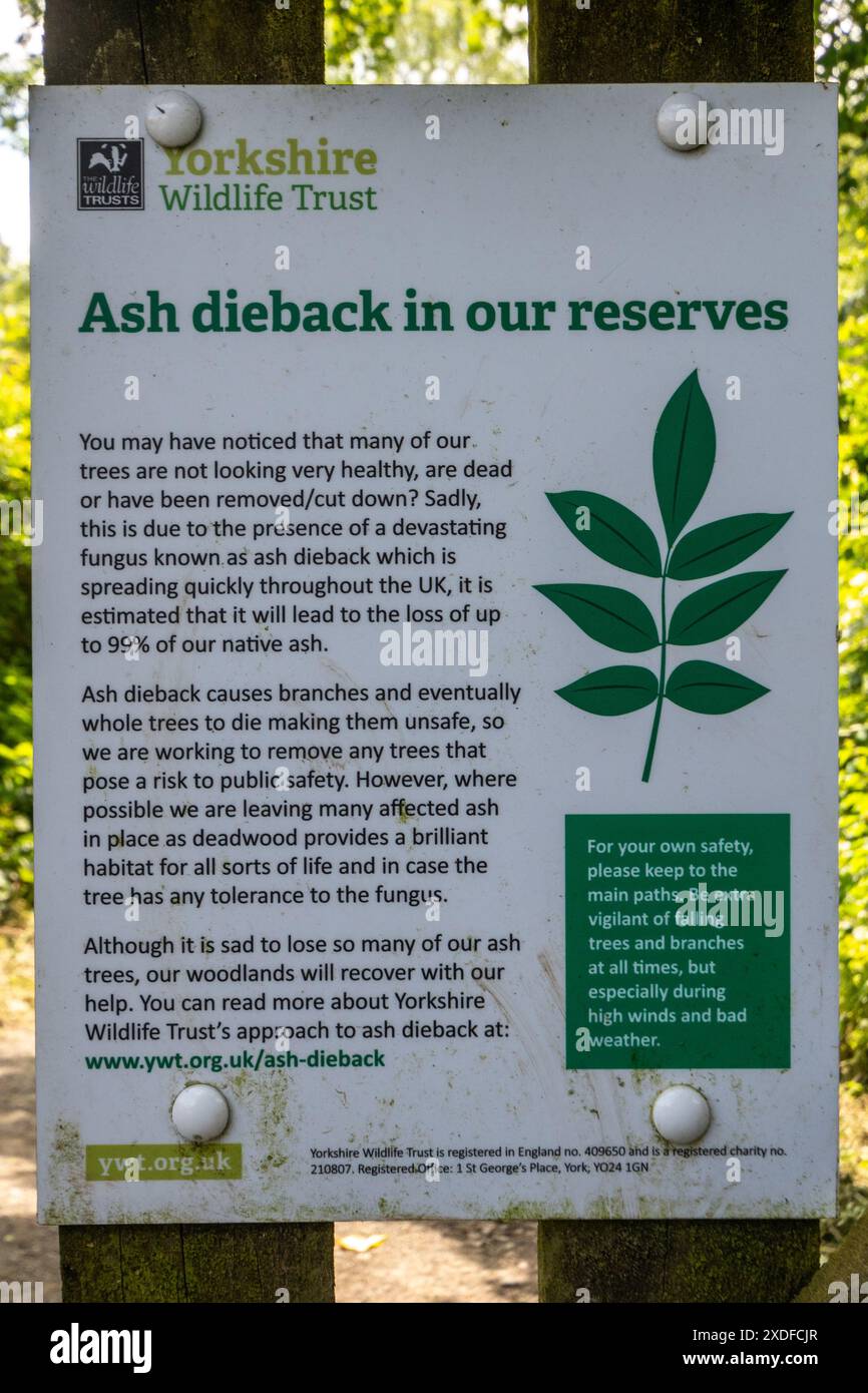 Sign about the tree disease ash dieback, Yorkshire Wildlife Trust ...