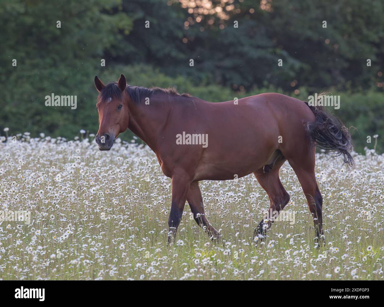 A well bred native Connemara pony , happy walking in amongst the beautiful Oxeye daises  out in the field with  it's natural food , grass . Suffolk Uk Stock Photo