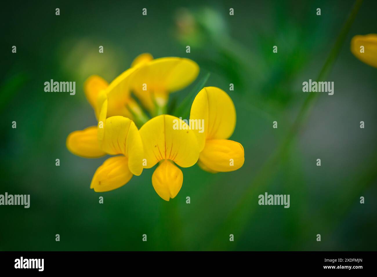 Common Bird's-Foot Trefoil, Baby's Slippers (Lotus corniculatus) Stock Photo