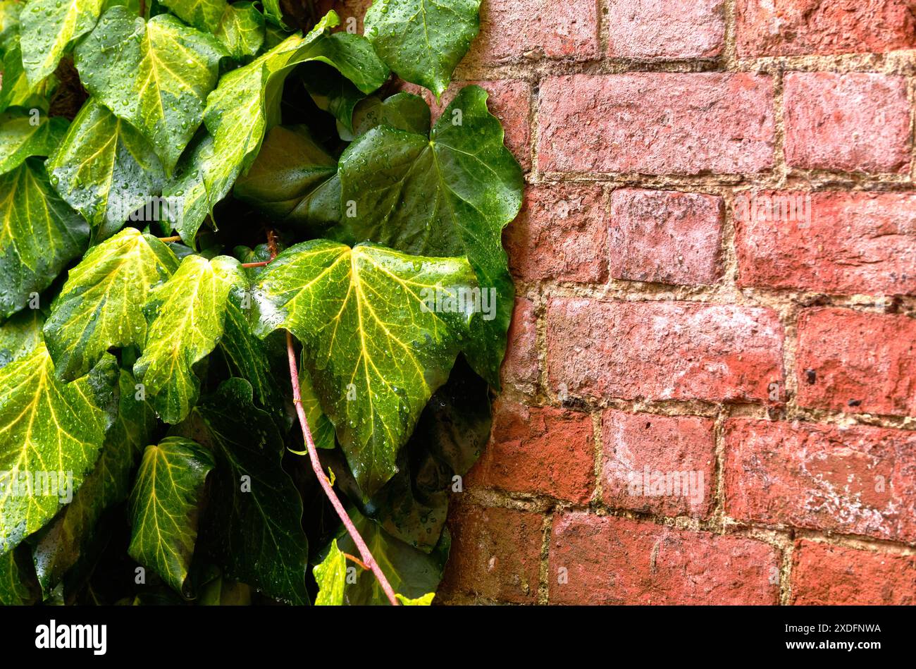 Ivy growing up walls hi-res stock photography and images - Alamy