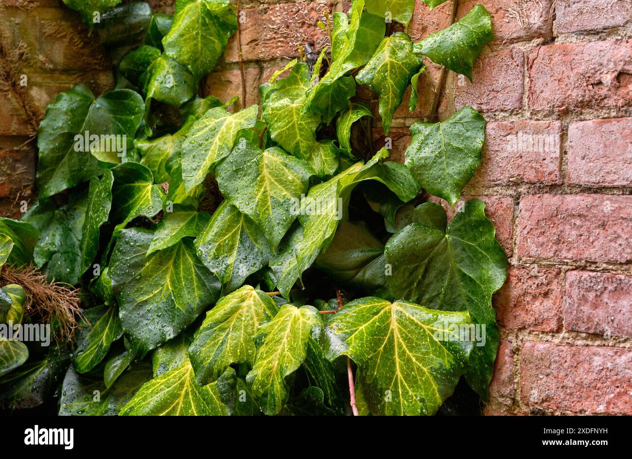 Ivy growing up walls hi-res stock photography and images - Alamy