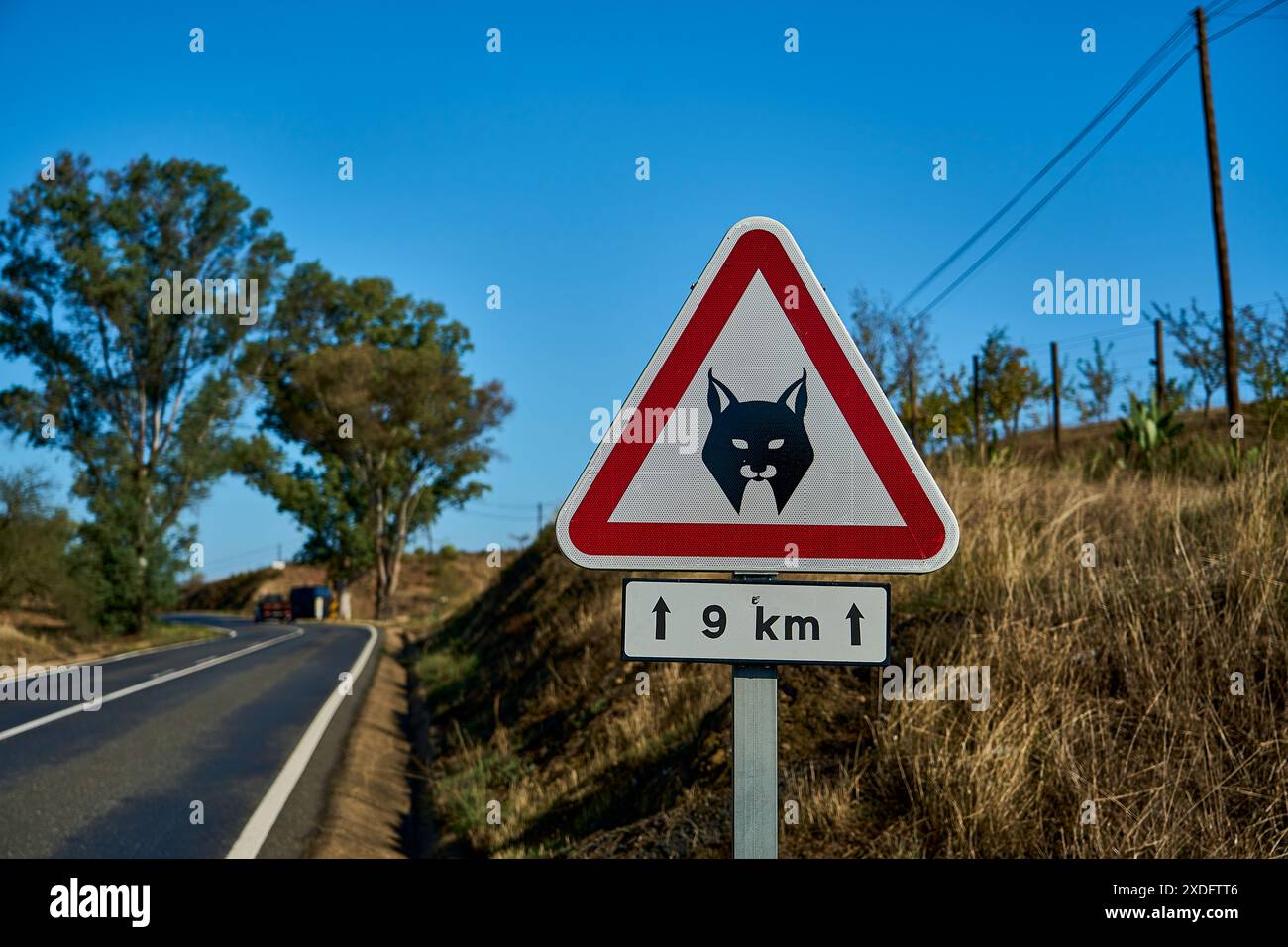 red and white road warning sign of Iberian Lynx, Lynx pardinus, a Wild ...