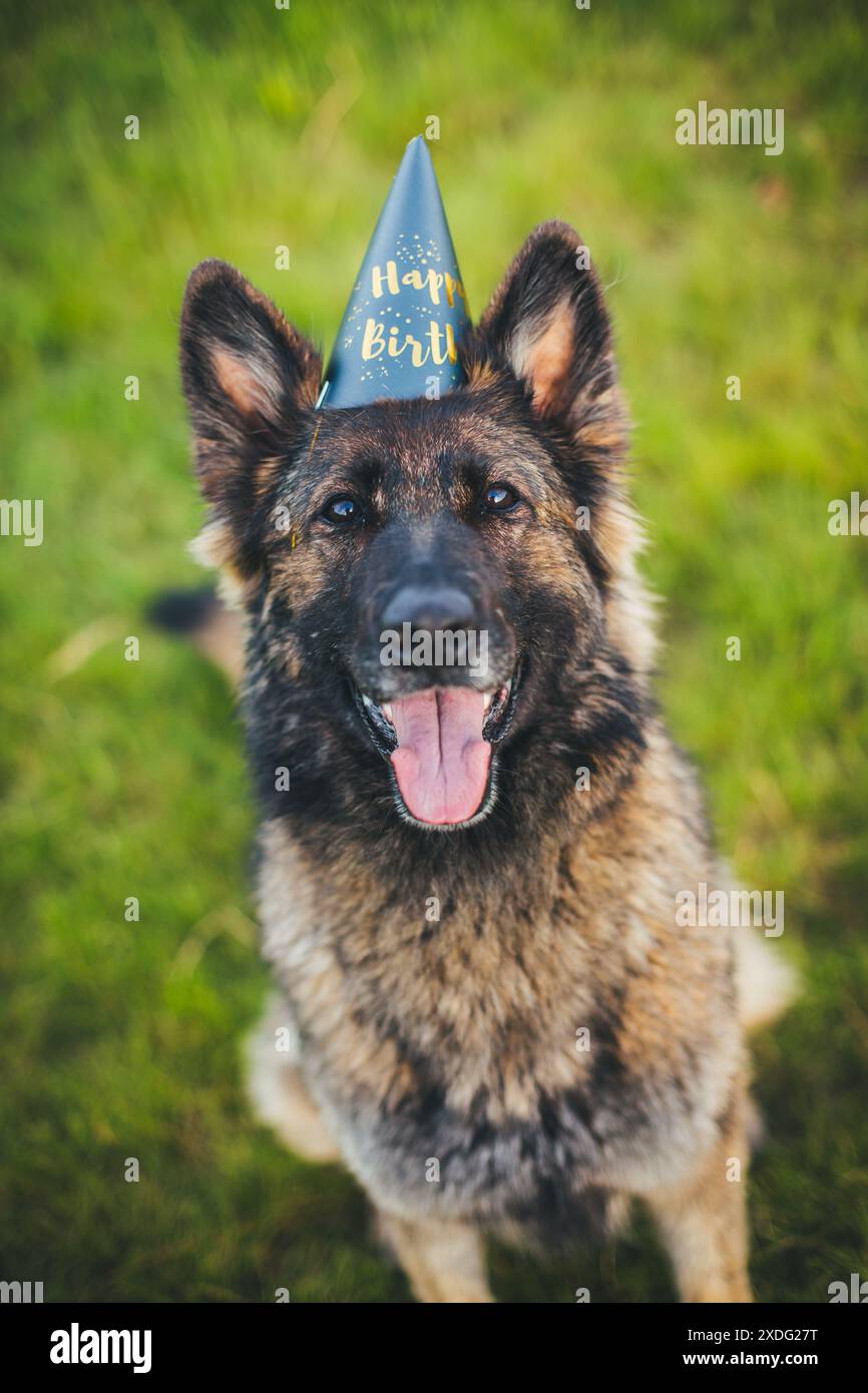 Dog wearing party hat hi res stock photography and images Page 2 Alamy