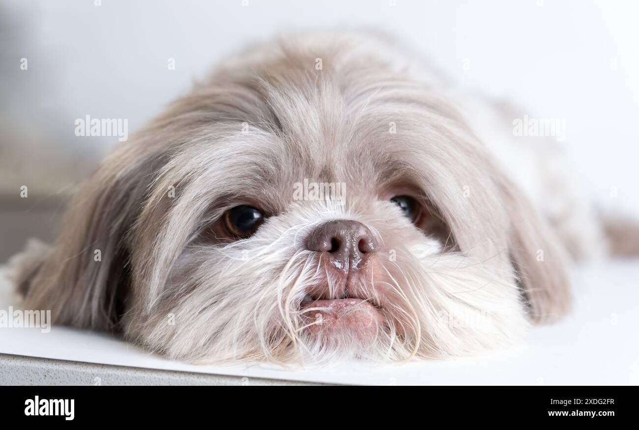 Charming Shih Tzu Relaxing and Looking at the Camera. Engaging Shih Tzu Laying Down and Looking Up Stock Photo