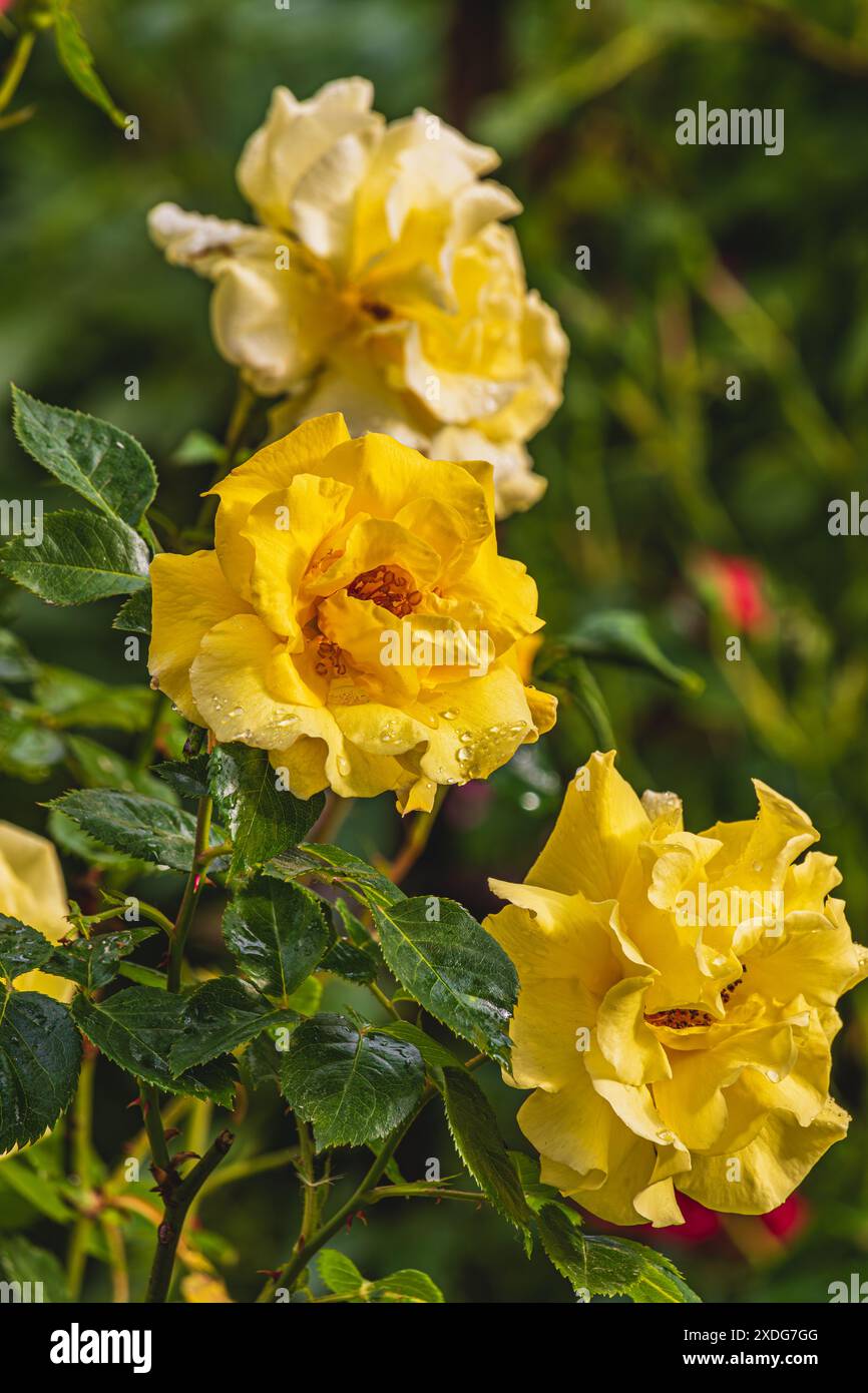 Bush with beautiful yellow roses outdoors closeup banner Copyspace ...