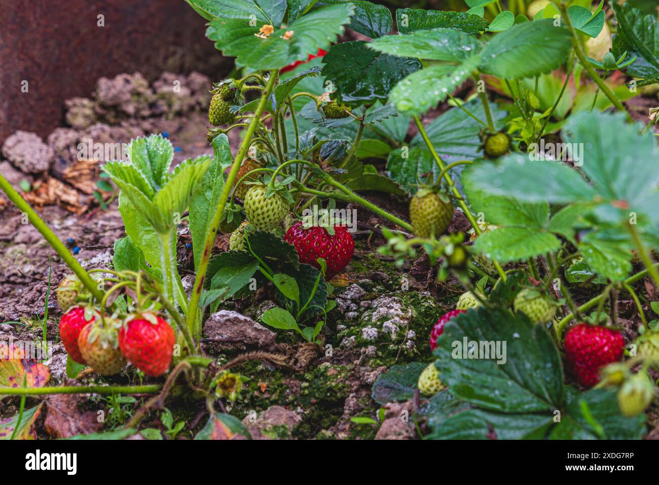 red and green strawberries are ripening in the garden Stock Photo - Alamy
