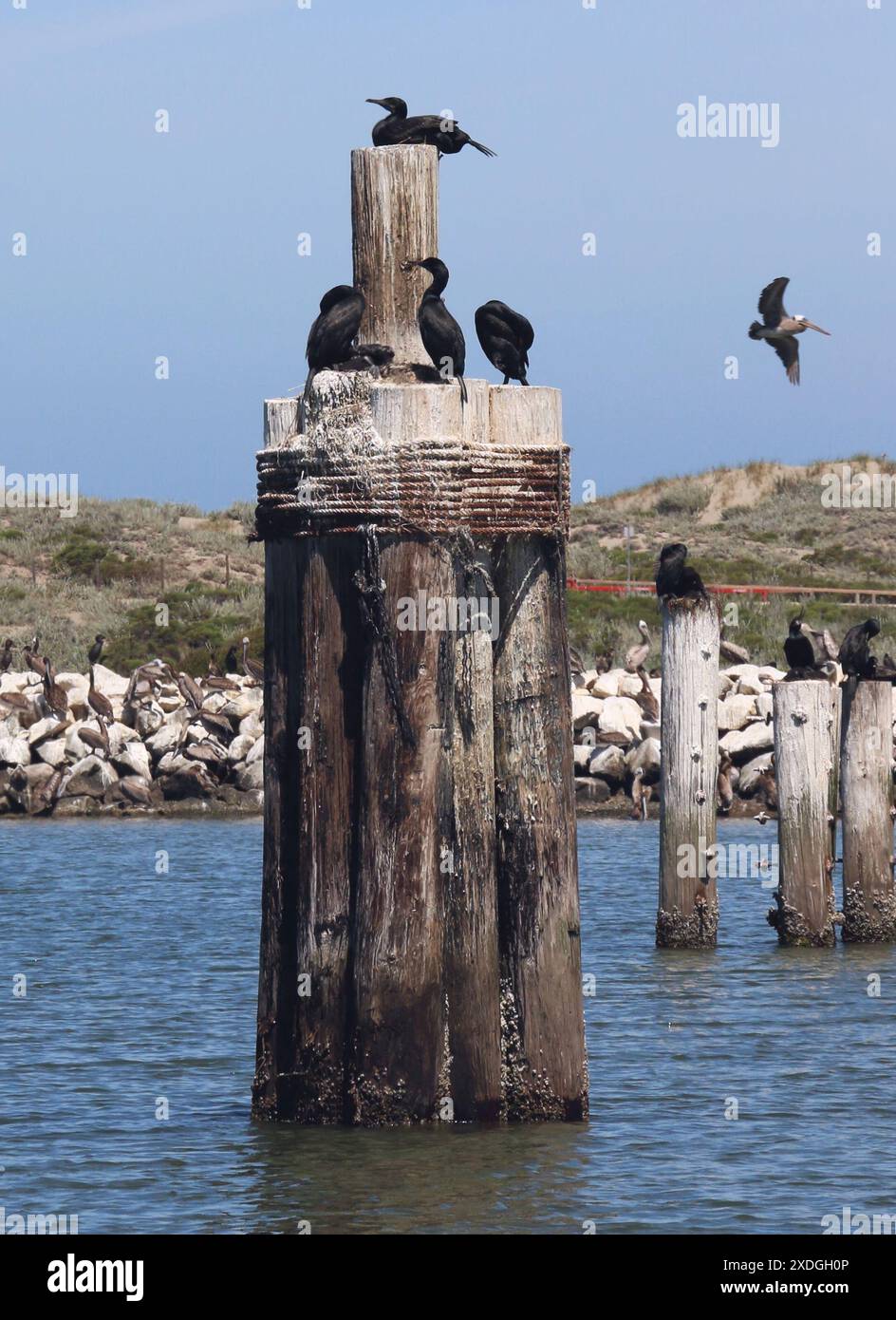 Moss Landing, CA, USA 19 June 2024. Cormorants throng the old wooden