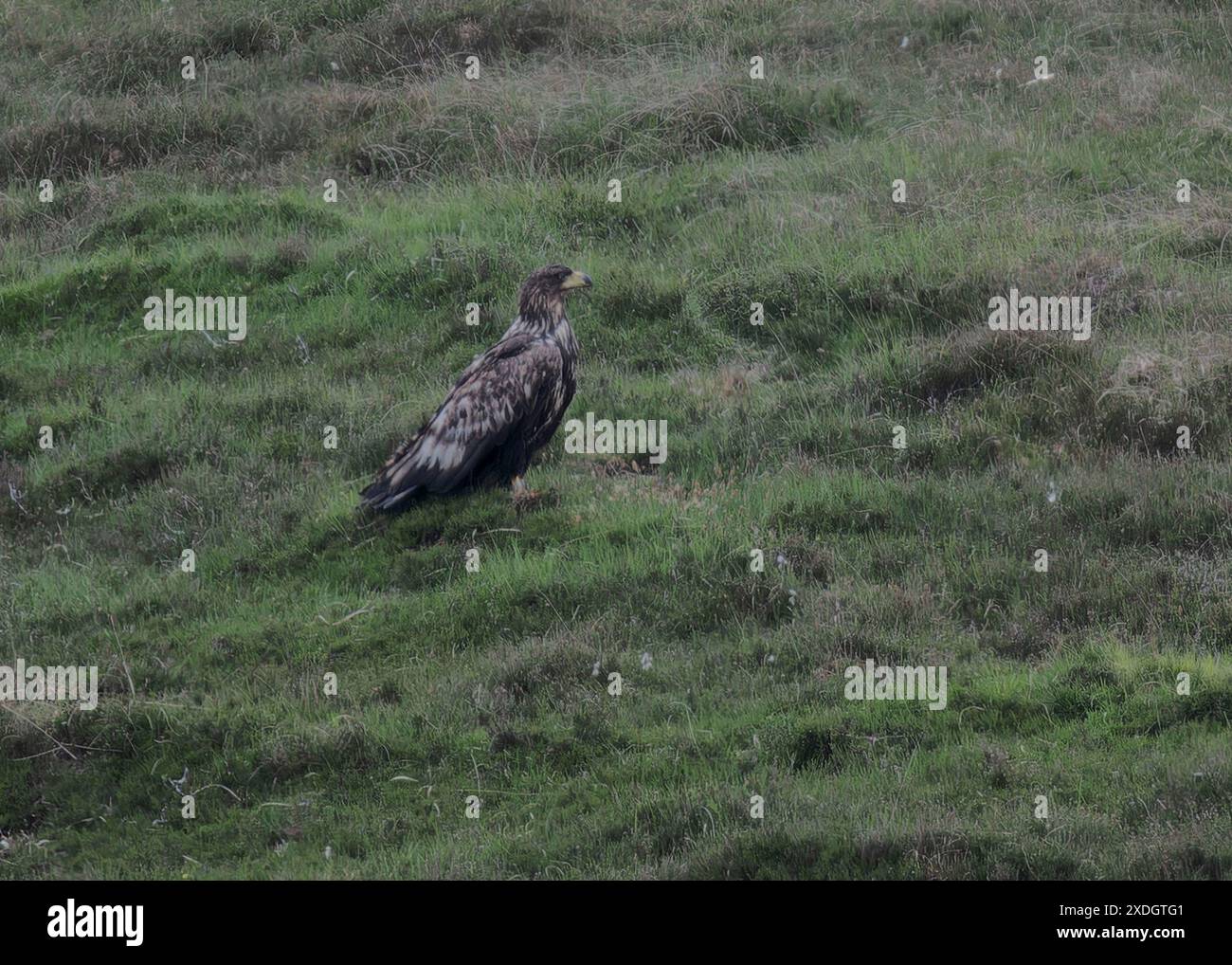 Eagle white tailed (Haliaeetus albicilla) sitting on hillside near Loch