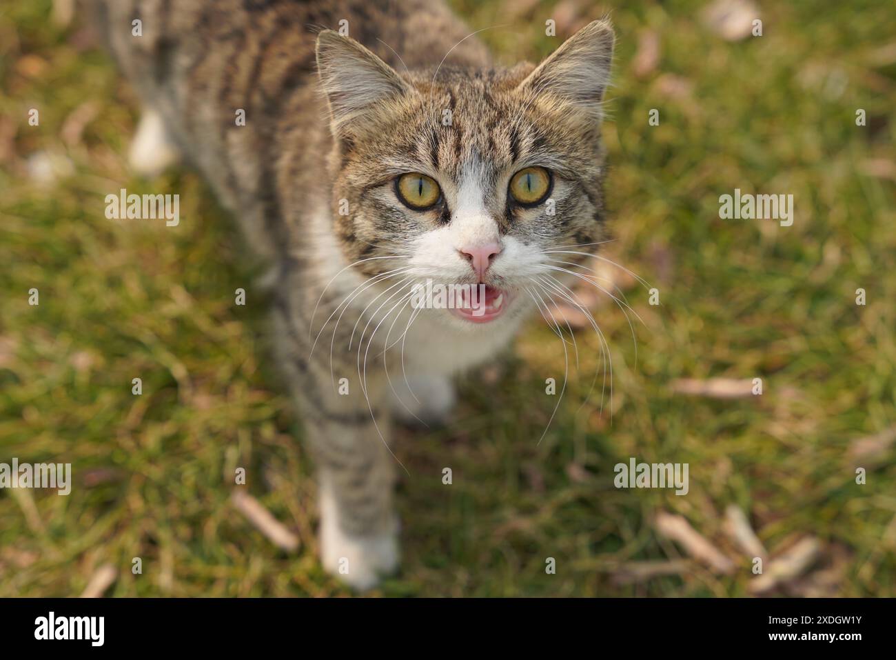 Having a cat is like having a forever best friend Stock Photo