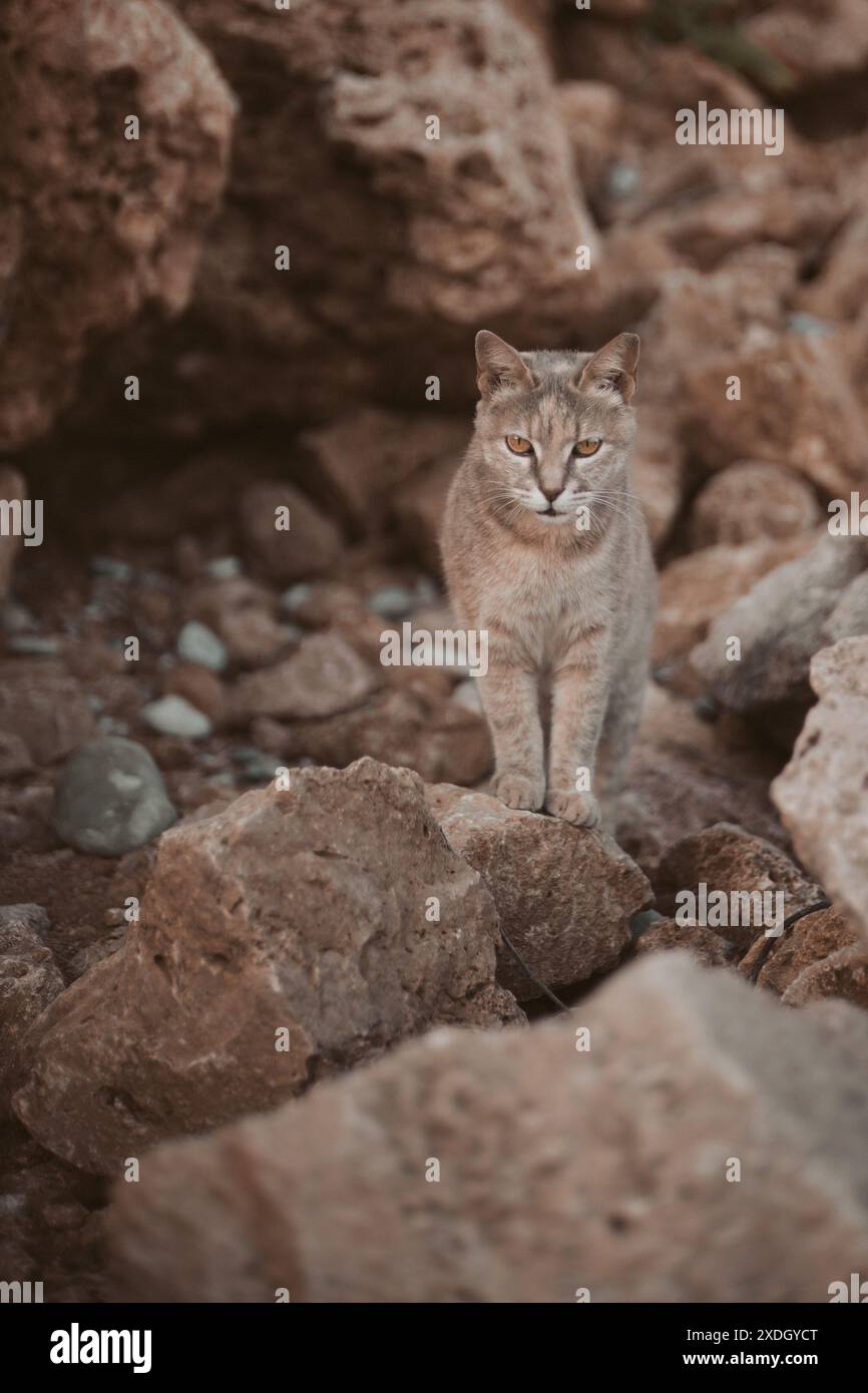 Feline standing hi-res stock photography and images - Alamy