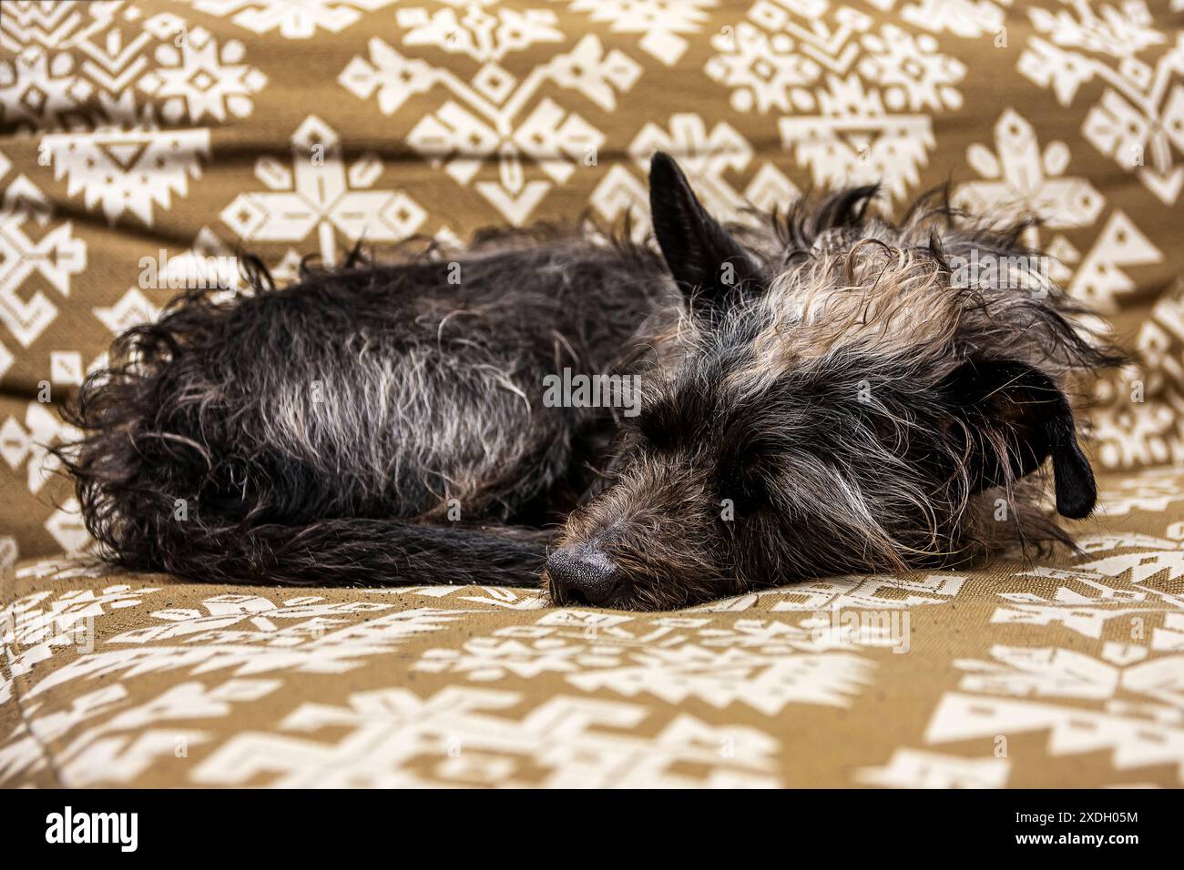 a sweet little dog sitting on the sofa indulges in some poses Stock Photo