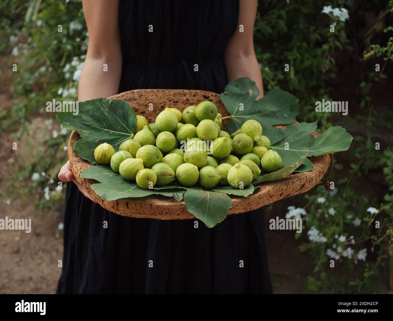 A woman in black dress holding cork wood tray full of ripe green figs ...
