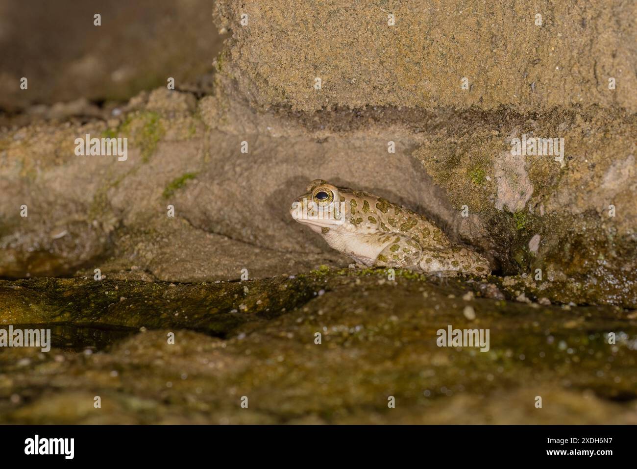 Bufotes balearicus o Bufo lineatus, endemic green toad of the Italian